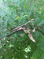 Asplenium × lucrosum