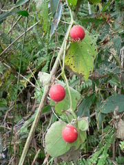 Thladiantha nudiflora