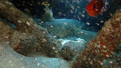 Ginglymostoma cirratum