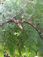 Asplenium × lucrosum