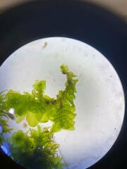 Porella platyphylla