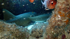 Ginglymostoma cirratum