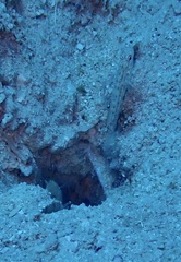 Alpheidae