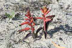 Lachenalia bulbifera