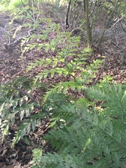 Asplenium × lucrosum