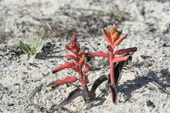 Lachenalia bulbifera