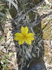 Goodenia pinnatifida