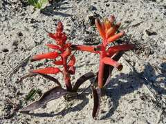 Lachenalia bulbifera
