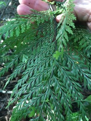 Asplenium × lucrosum