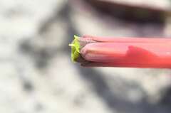 Lachenalia bulbifera