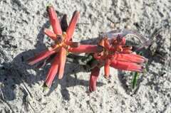 Lachenalia bulbifera