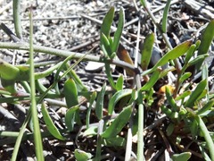Heliophila juncea