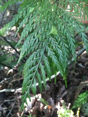 Asplenium × lucrosum