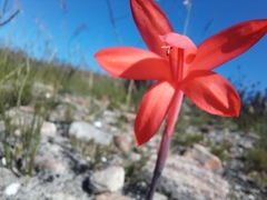 Watsonia