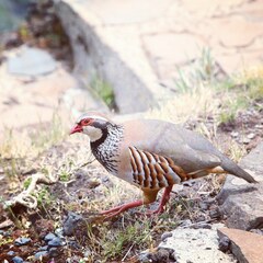 Alectoris rufa hispanica