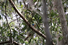 Malurus lamberti