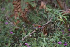 Malurus lamberti
