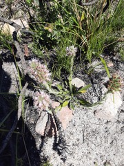 Echiostachys ecklonianus