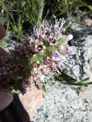 Echiostachys ecklonianus