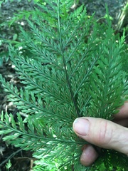 Asplenium × lucrosum