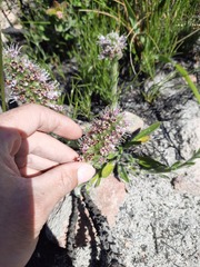 Echiostachys ecklonianus