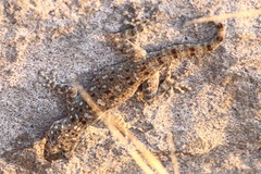 Ptyodactylus puiseuxi