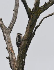 Dendrocopos syriacus