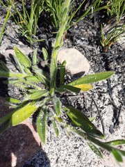 Echiostachys ecklonianus