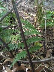 Asplenium × lucrosum