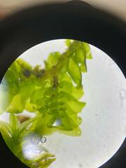 Porella platyphylla