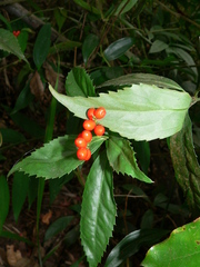 Sarcandra glabra
