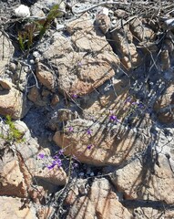 Amphithalea biovulata