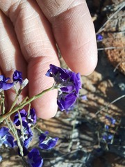 Amphithalea biovulata