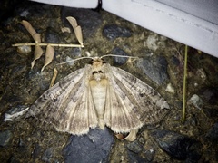 Tethea octogesima