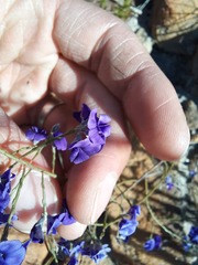 Amphithalea biovulata