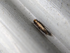 Monopis crocicapitella