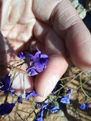 Amphithalea biovulata