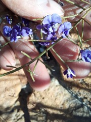 Amphithalea biovulata