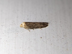 Holcocera chalcofrontella