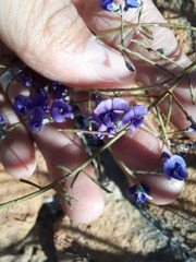 Amphithalea biovulata