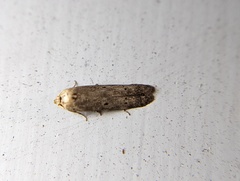 Holcocera chalcofrontella