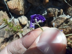 Amphithalea biovulata