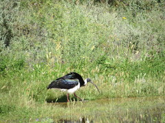 Threskiornis spinicollis