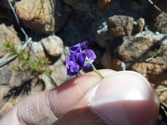 Amphithalea biovulata