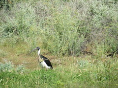 Threskiornis spinicollis