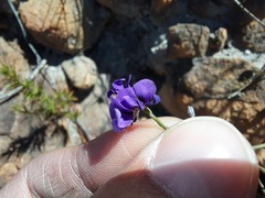 Amphithalea biovulata