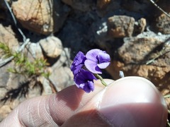 Amphithalea biovulata