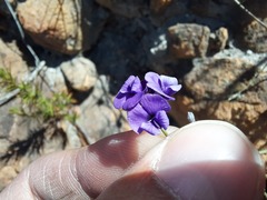 Amphithalea biovulata