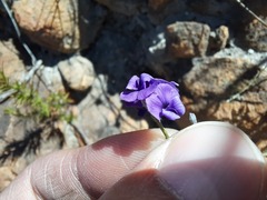 Amphithalea biovulata