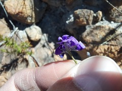 Amphithalea biovulata